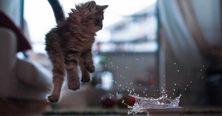 kitten jumping at splashing