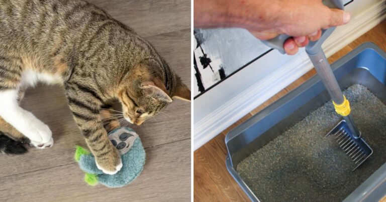 weird clever things cat
